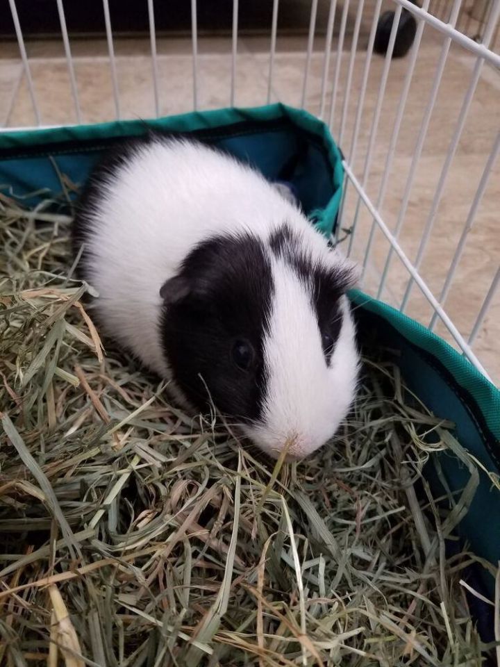 Papillion animal sale shelter