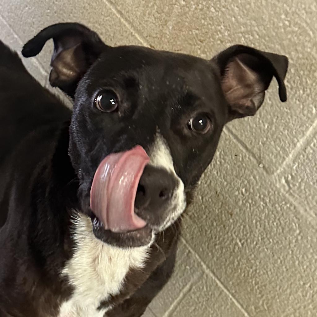 Alvez, an adoptable Black Labrador Retriever, Mixed Breed in Jacksonville, AR, 72076 | Photo Image 1