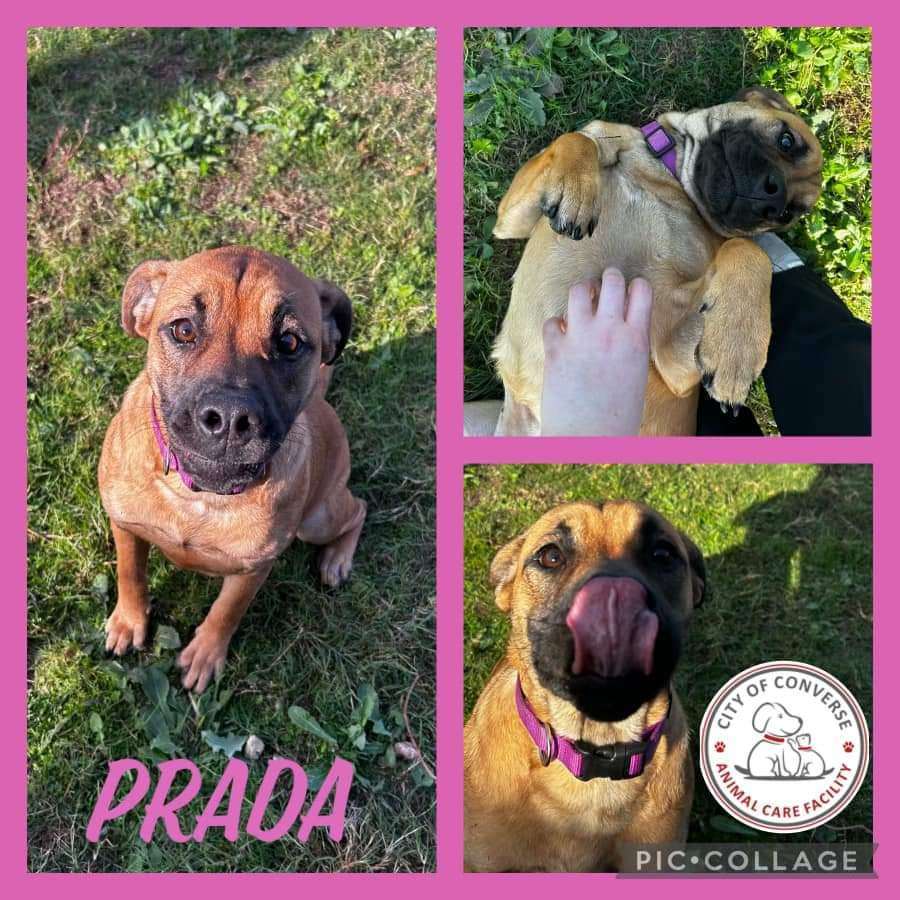 Prada