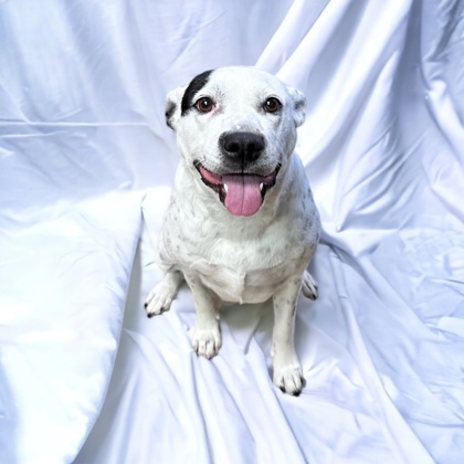 Gretel, an adoptable Terrier Mix in Cumberland, MD_image-1