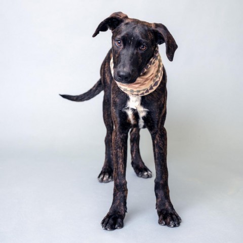 Jax (D23-2981), an adoptable Plott Hound in Grand Junction, CO, 81502 | Photo Image 1