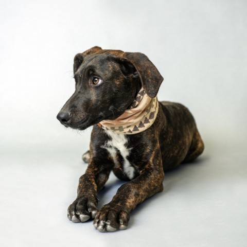 Jax (D23-2981), an adoptable Plott Hound in Grand Junction, CO, 81502 | Photo Image 2