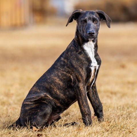 Jax (D23-2981), an adoptable Plott Hound in Grand Junction, CO, 81502 | Photo Image 3