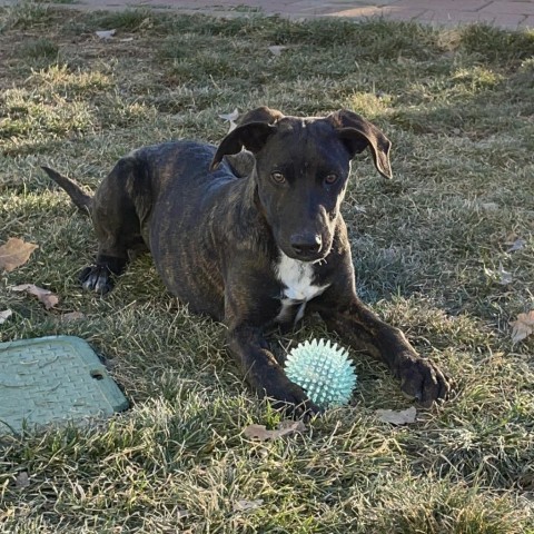 Jax (D23-2981), an adoptable Plott Hound in Grand Junction, CO, 81502 | Photo Image 4