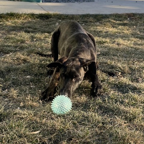 Jax (D23-2981), an adoptable Plott Hound in Grand Junction, CO, 81502 | Photo Image 5