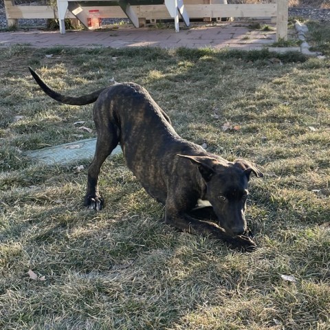 Jax (D23-2981), an adoptable Plott Hound in Grand Junction, CO, 81502 | Photo Image 6