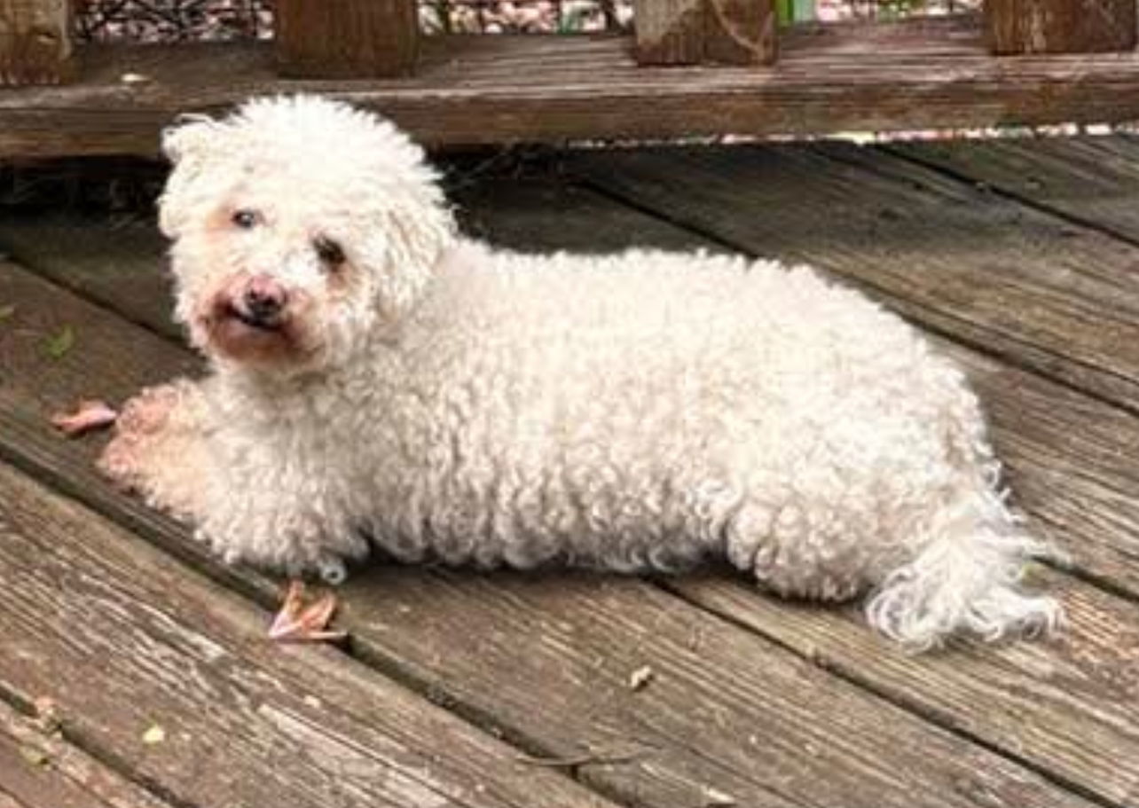 Bonnie, an adoptable Bichon Frise in Lewistown, PA, 17044 | Photo Image 1