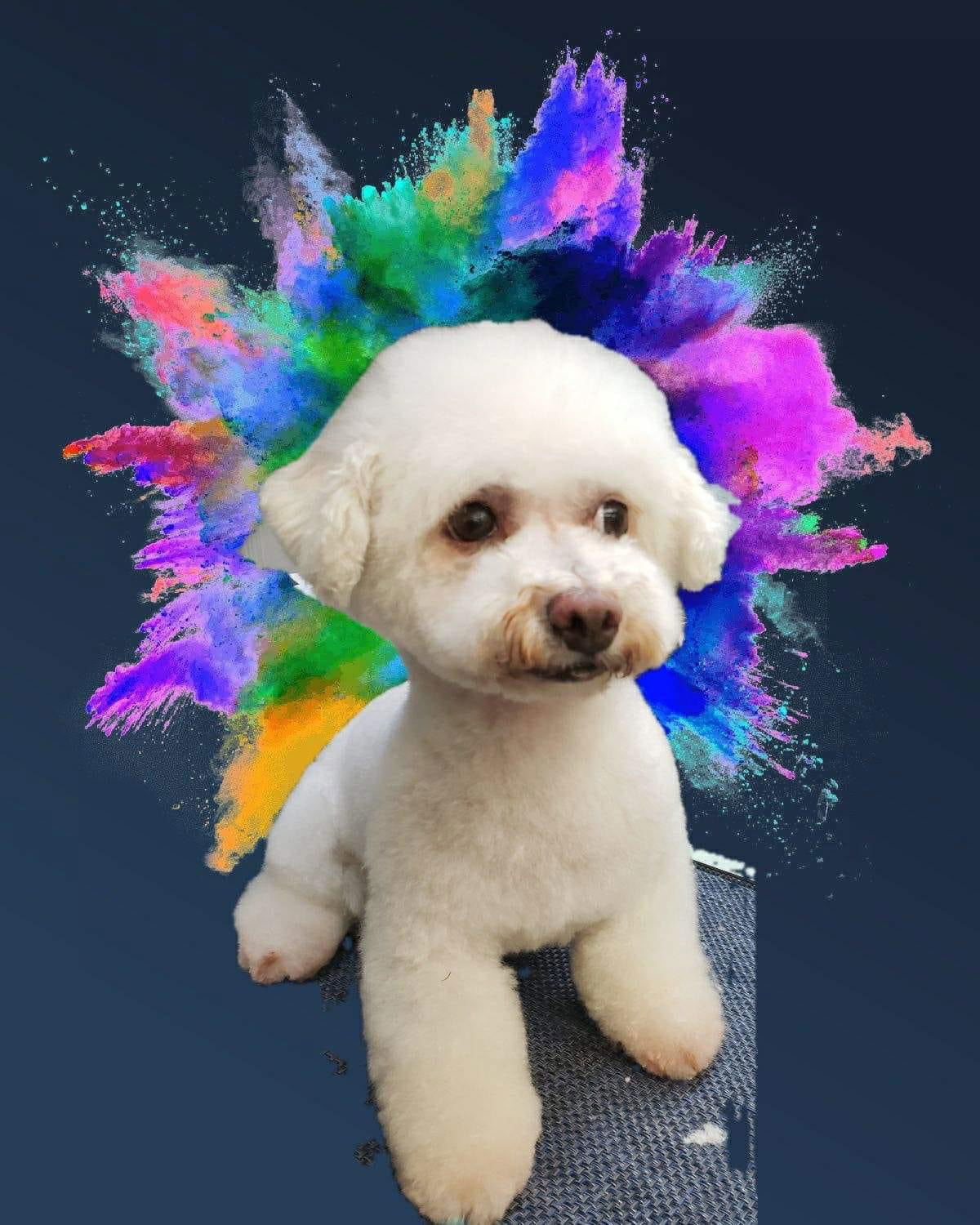 Bonnie, an adoptable Bichon Frise in Lewistown, PA, 17044 | Photo Image 2