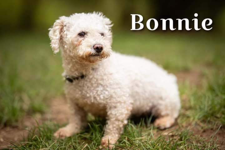 Bonnie, an adoptable Bichon Frise in Lewistown, PA, 17044 | Photo Image 3
