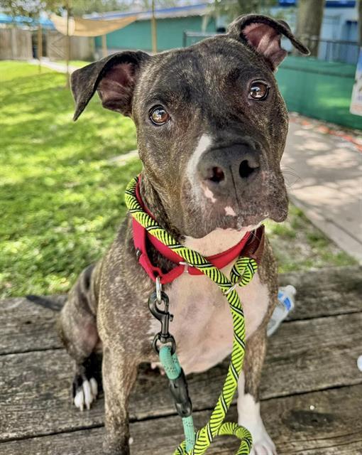 COCO, an adoptable Mixed Breed in Palmetto, FL, 34221 | Photo Image 1