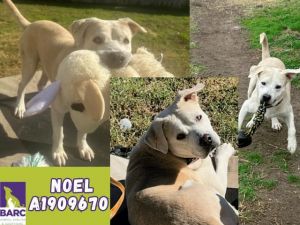 NOEL Labrador Retriever Dog