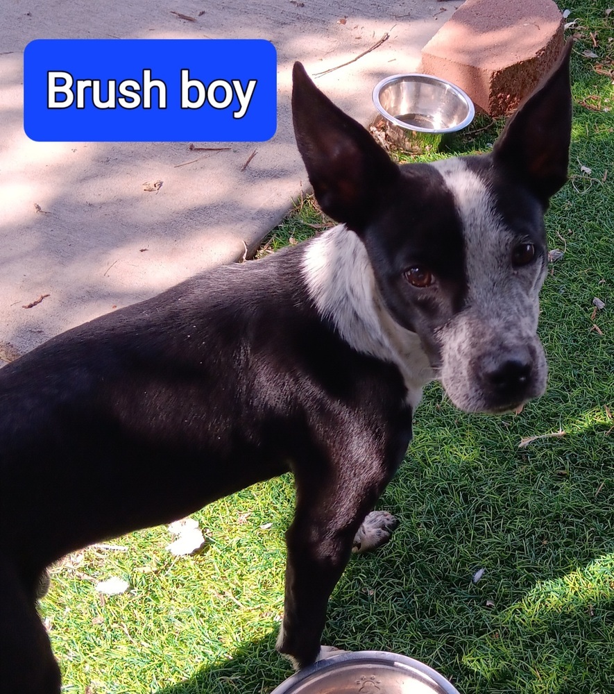 Brush boy, an adoptable Australian Cattle Dog / Blue Heeler, Pit Bull Terrier in Fort Lupton, CO, 80621 | Photo Image 1