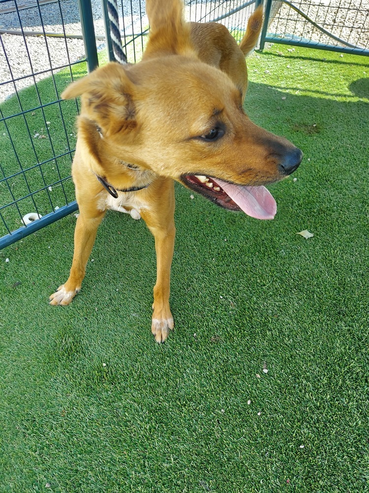 Bronco (Doobie), an adoptable Retriever, Cattle Dog in Fort Lupton, CO, 80621 | Photo Image 1