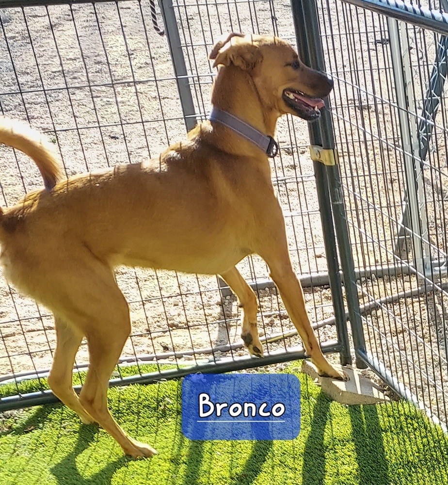 Bronco (Doobie), an adoptable Retriever, Cattle Dog in Fort Lupton, CO, 80621 | Photo Image 2