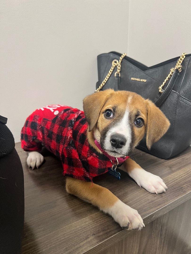 Dog for adoption Edie Grace, a Beagle in Painesville, OH Petfinder