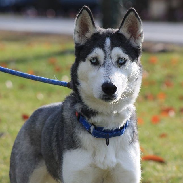 Dog for adoption - Freya, a Siberian Husky in Greensboro, NC | Petfinder