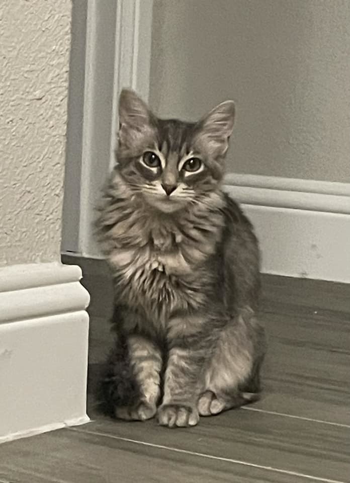 Cat for adoption Hook, a Tabby in Grand Prairie, TX Petfinder