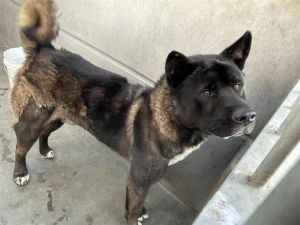 **Prince**, Adult Male unknown