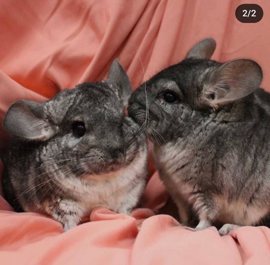 Petfinder chinchilla hot sale