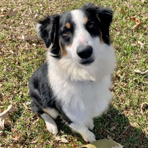 Dog for adoption - Hanky Panky, an Australian Shepherd Mix in Carencro ...