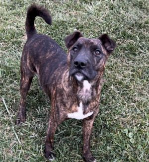 Ringo, Adult Male Pit Bull Terrier
