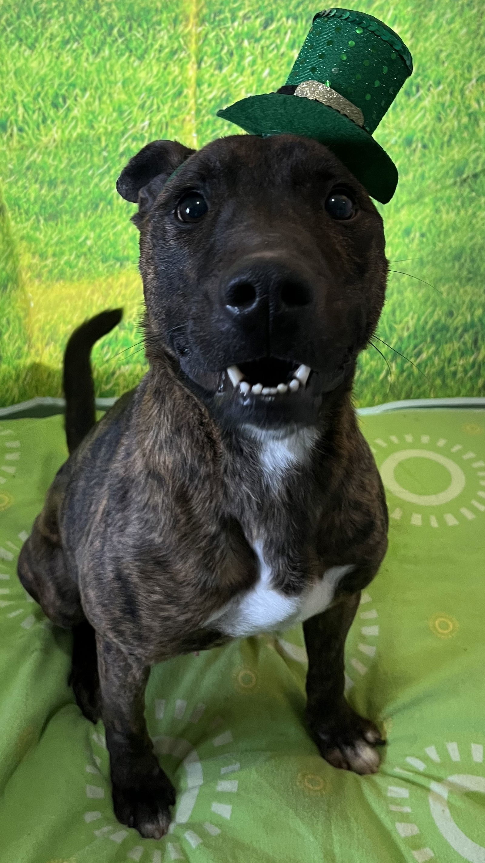 Ringo, an adoptable Pit Bull Terrier in Sistersville, WV, 26175 | Photo Image 2