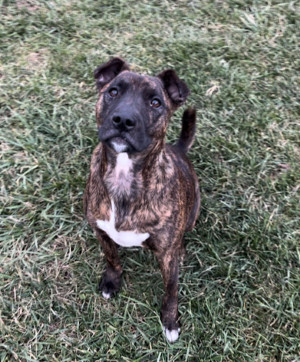 Ringo, an adoptable Pit Bull Terrier in Sistersville, WV, 26175 | Photo Image 3