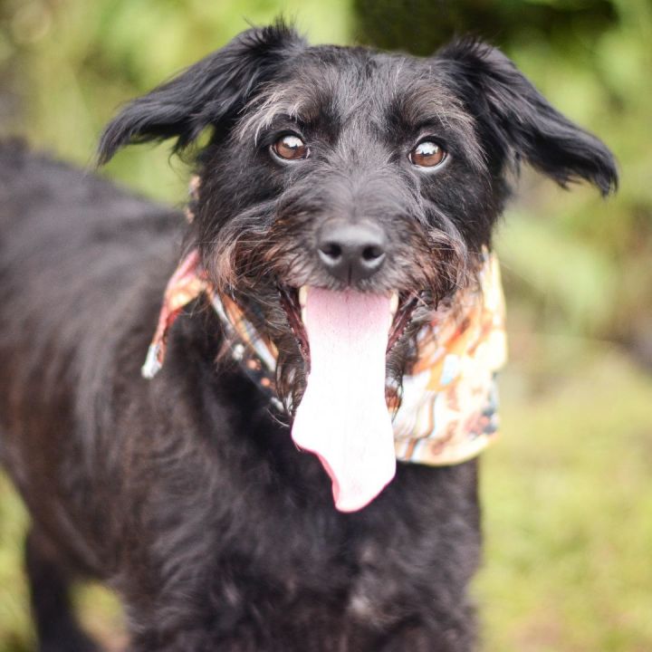 Jack russell terrier and best sale poodle mix