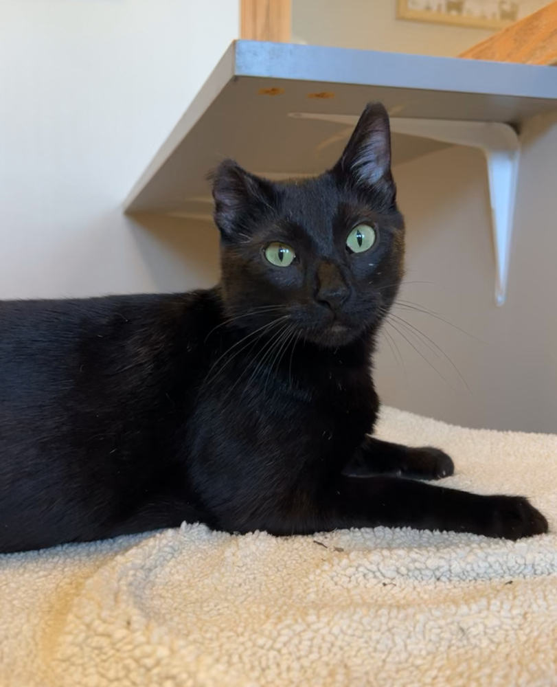 Orchid, an adoptable Domestic Short Hair in Bemidji, MN, 56601 | Photo Image 1