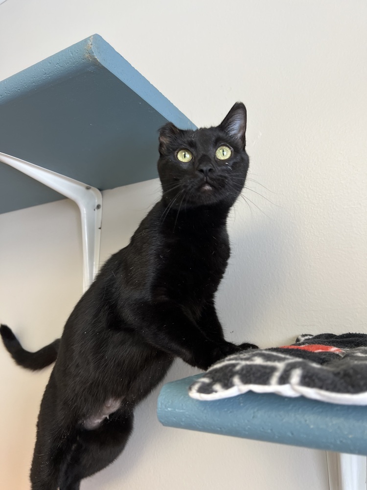 Orchid, an adoptable Domestic Short Hair in Bemidji, MN, 56601 | Photo Image 3