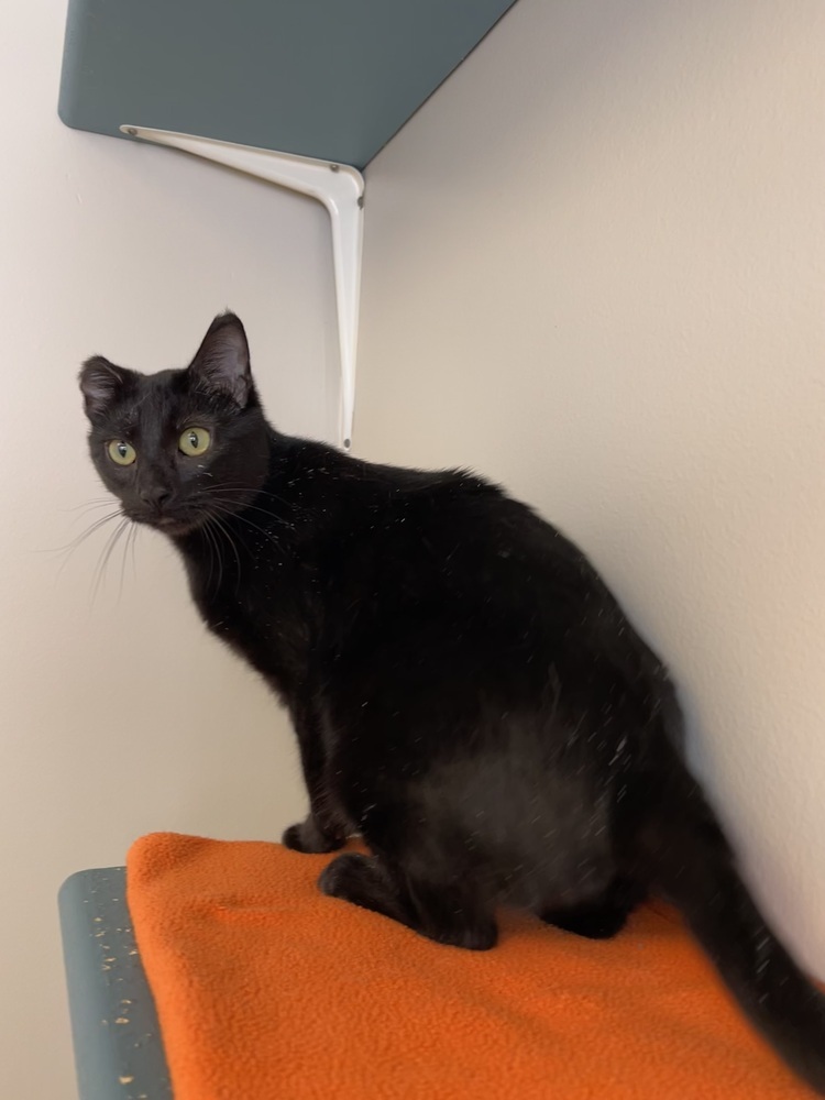 Orchid, an adoptable Domestic Short Hair in Bemidji, MN, 56601 | Photo Image 5