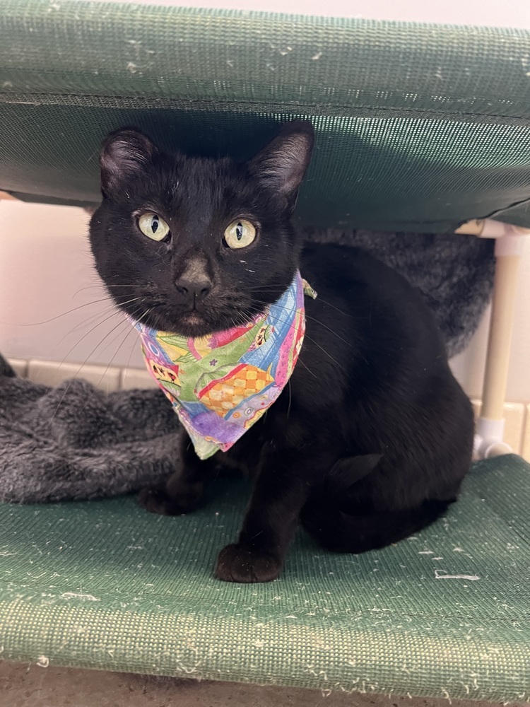 Orchid, an adoptable Domestic Short Hair in Bemidji, MN, 56601 | Photo Image 6