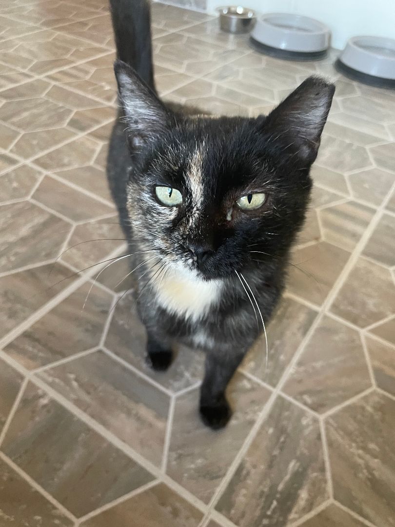 Cat for adoption Penny, a Domestic Short Hair in Watonga, OK Petfinder