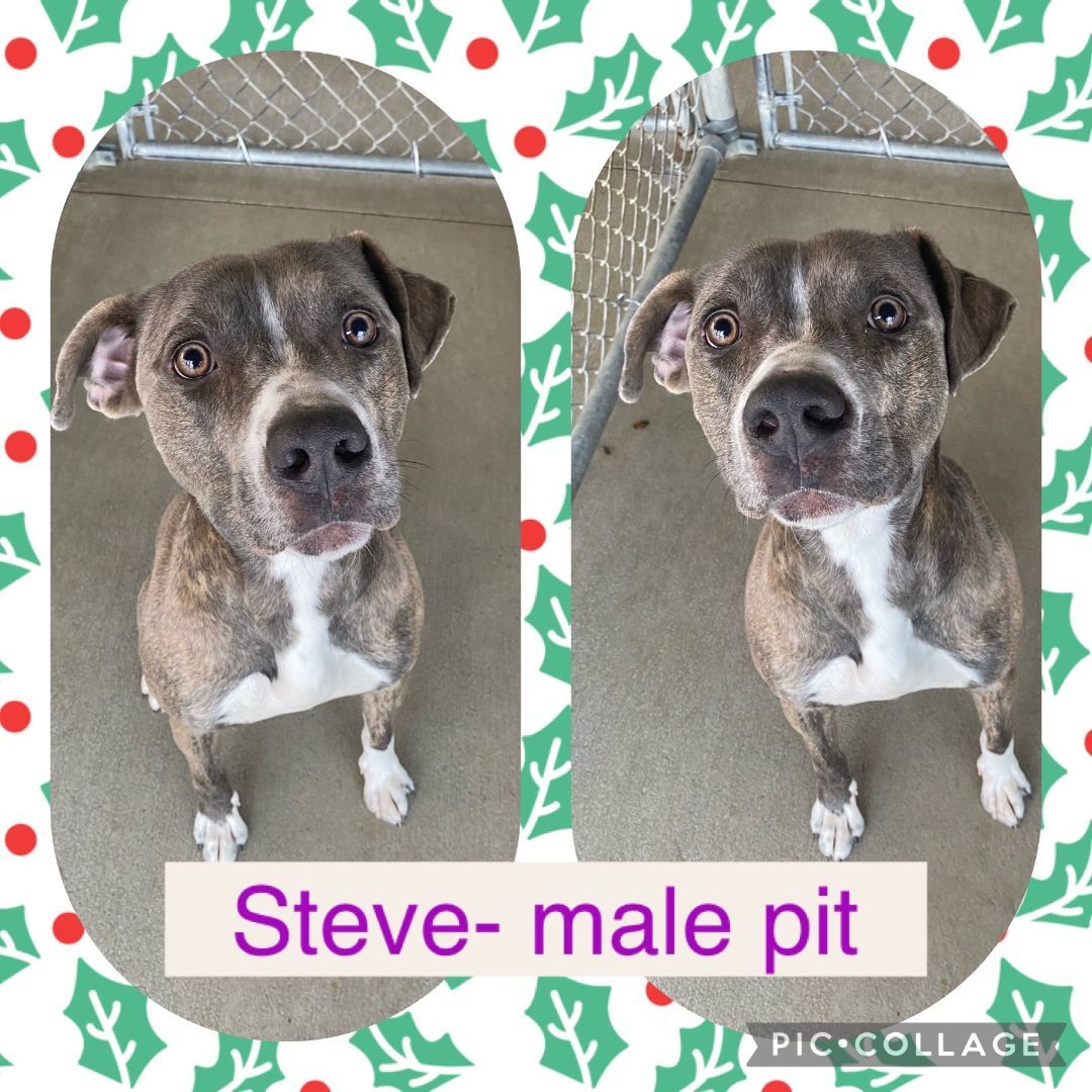 Dog for adoption Steve, a Pit Bull Terrier in Bryan, OH Petfinder