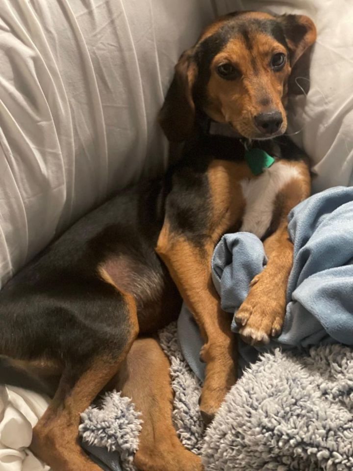 black and tan dachshund mix