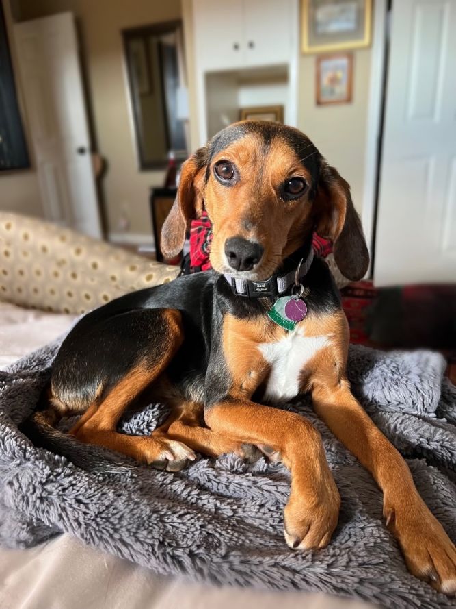 Black and tan coonhound and store beagle mix