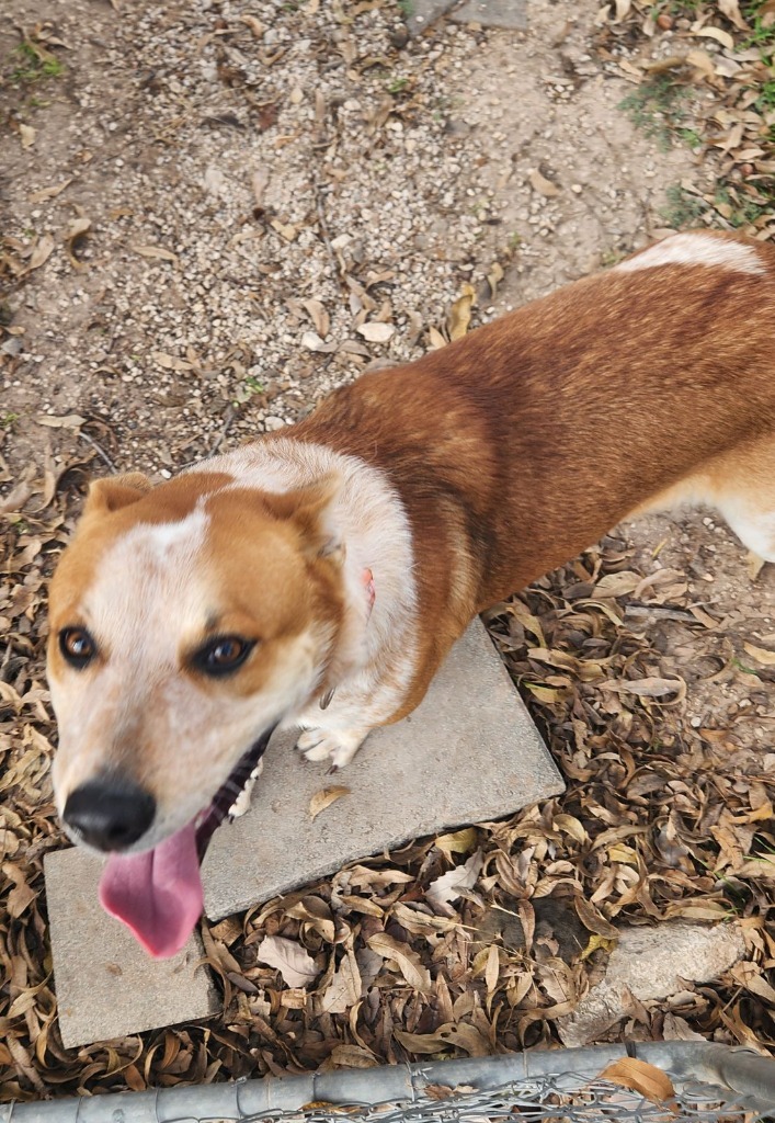 Skittles, an adoptable Australian Cattle Dog / Blue Heeler, Mixed Breed in Junction, TX, 76849 | Photo Image 1