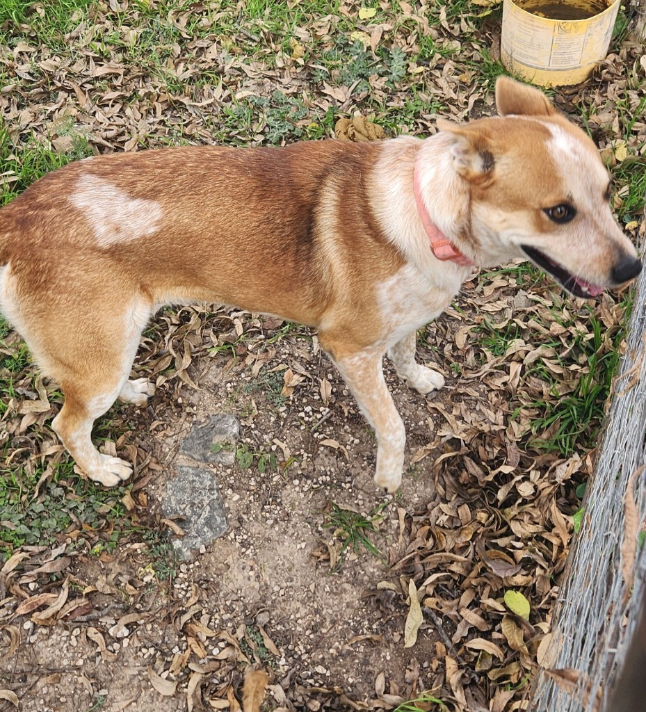 Skittles, an adoptable Australian Cattle Dog / Blue Heeler, Mixed Breed in Junction, TX, 76849 | Photo Image 2