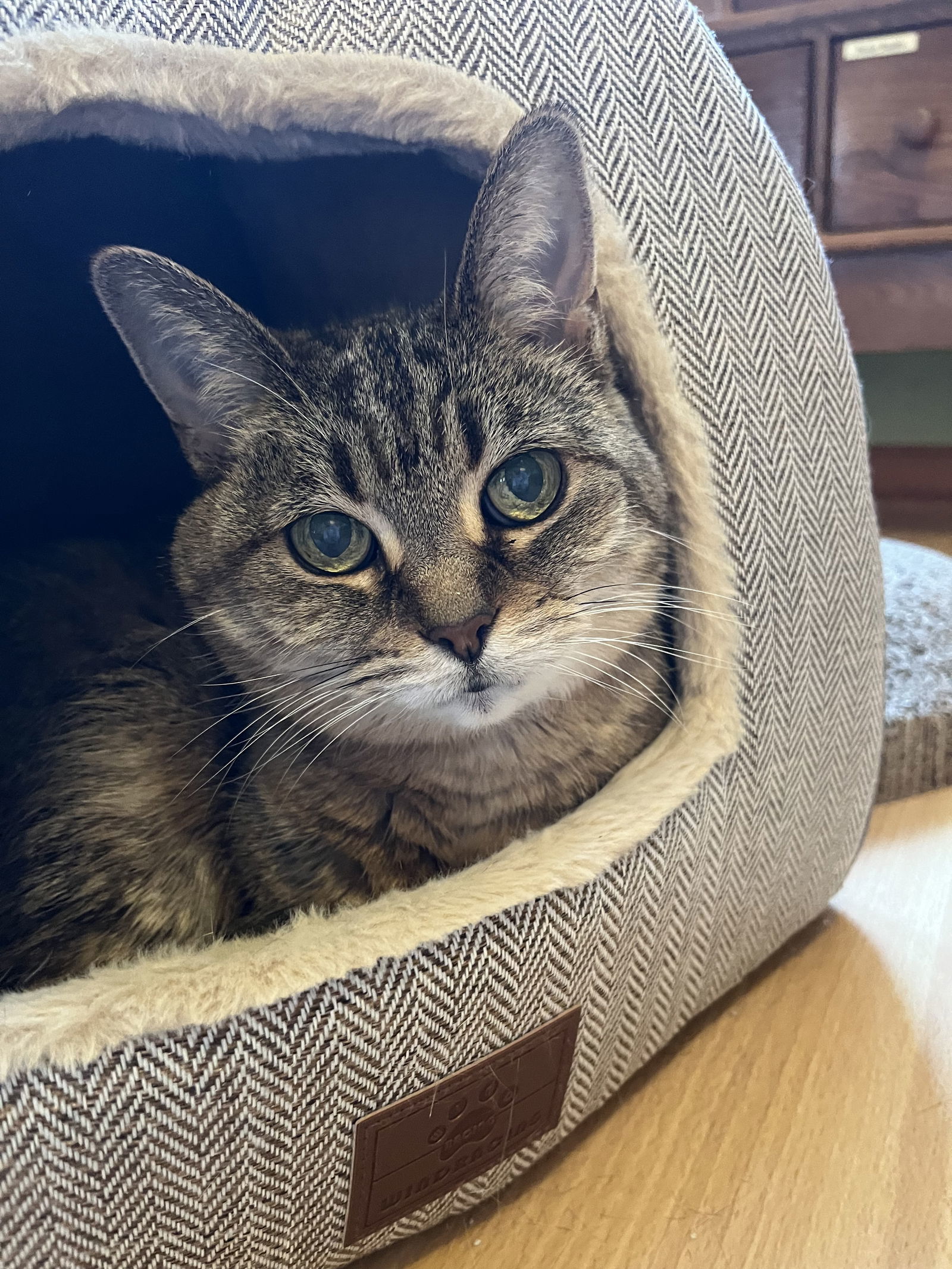 Mila, an adoptable Tabby, Domestic Short Hair in Traverse City, MI, 49686 | Photo Image 1