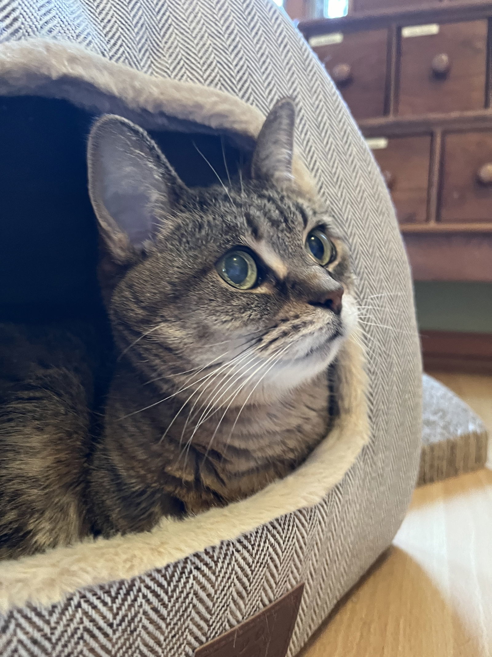 Mila, an adoptable Tabby, Domestic Short Hair in Traverse City, MI, 49686 | Photo Image 2