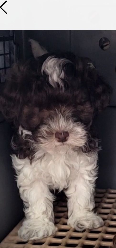 Havanese male OR female 