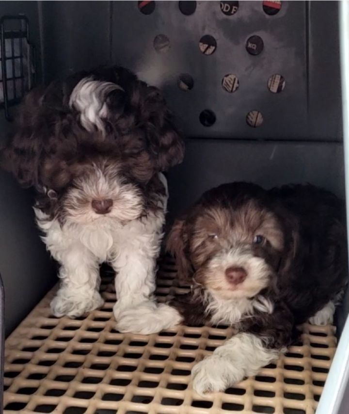 Micro havanese hot sale