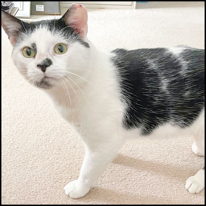 Home - All About Cats Rescue & Adoption - Roswell, GA