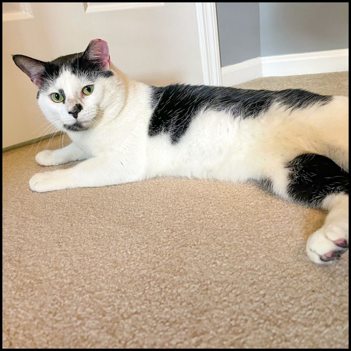 Home - All About Cats Rescue & Adoption - Roswell, GA