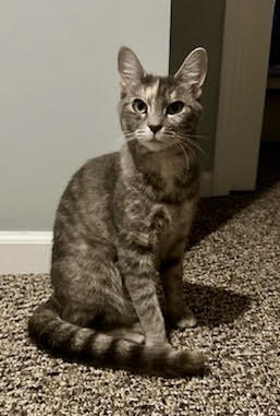 Obita Domestic Short Hair Cat