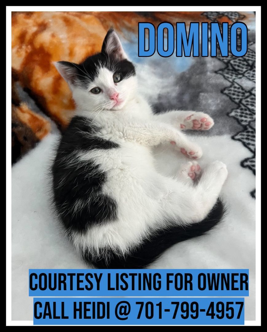 Domino - COURTESY LISTING FOR OWNER