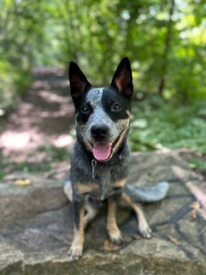 Dog for adoption - BRUNO, a Bernedoodle Mix in Fresh Meadows, NY