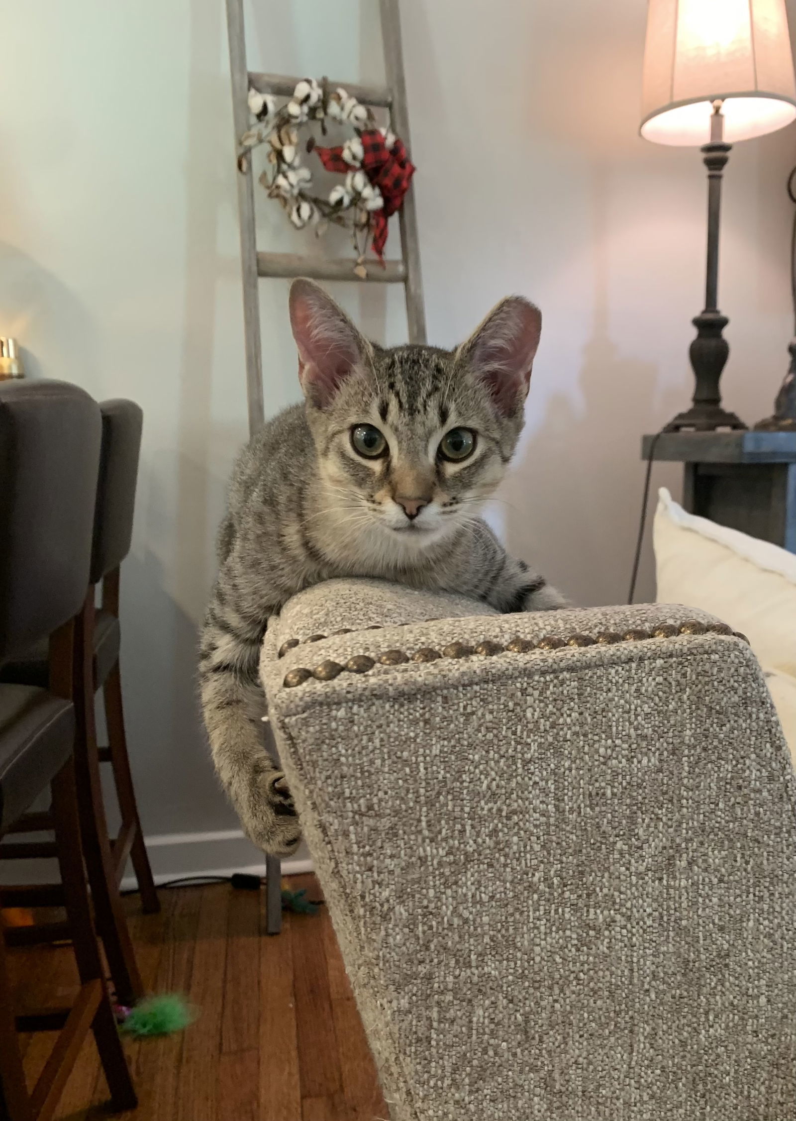 MILES, an adoptable Tabby in Southaven, MS, 38672 | Photo Image 1