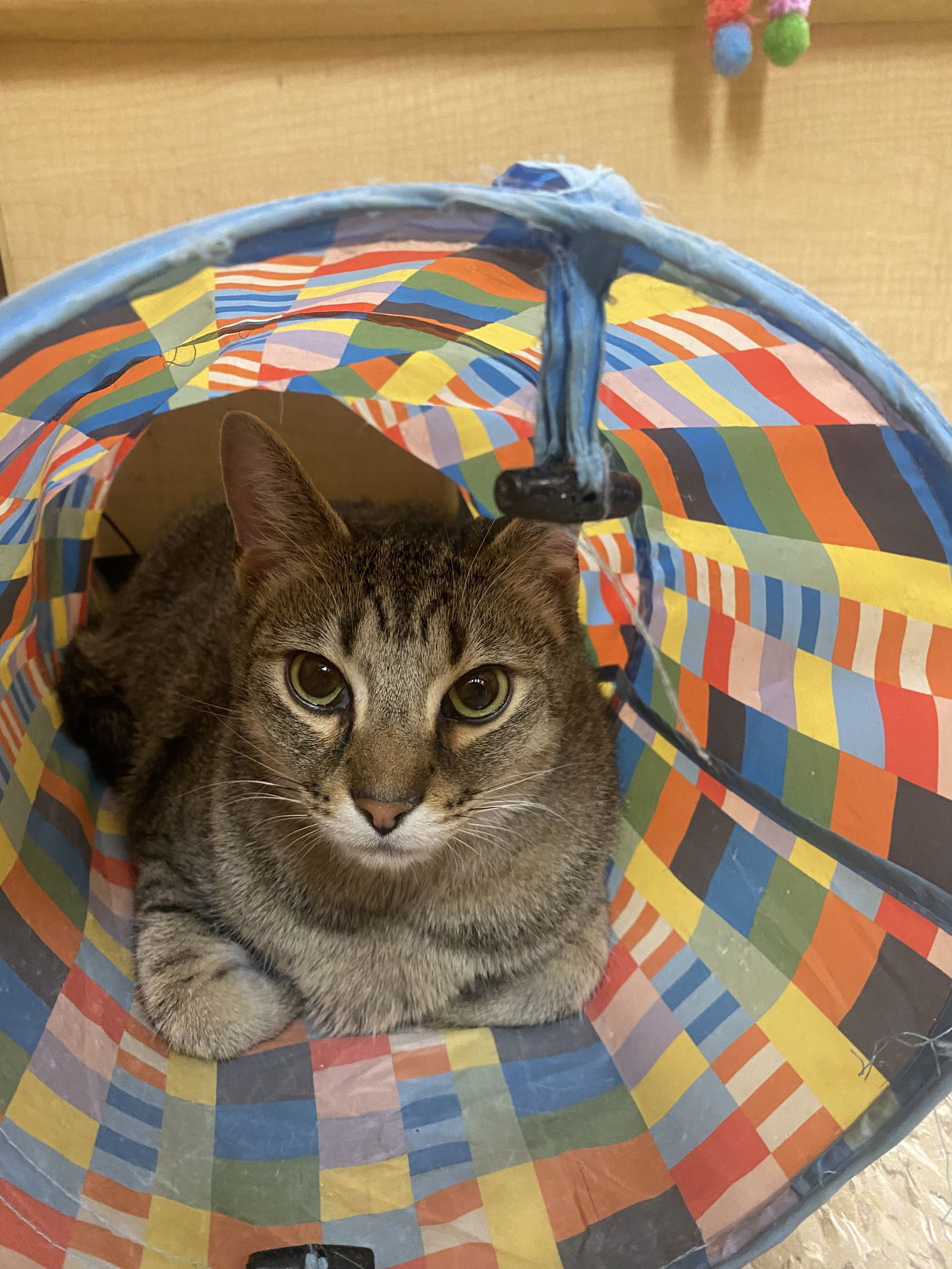 MILES, an adoptable Tabby in Southaven, MS, 38672 | Photo Image 1