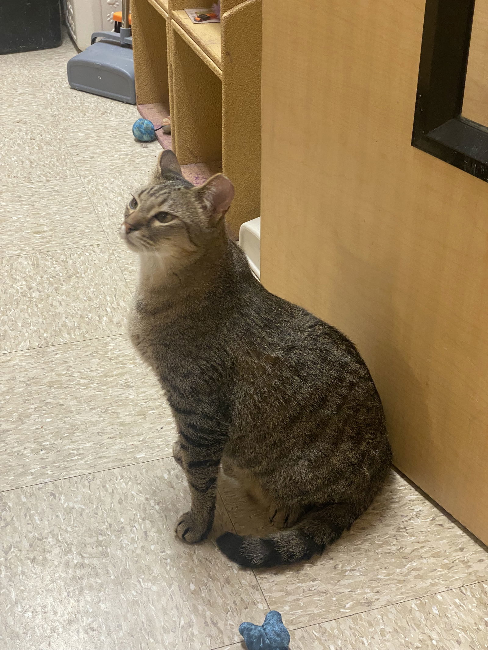 MILES, an adoptable Tabby in Southaven, MS, 38672 | Photo Image 2